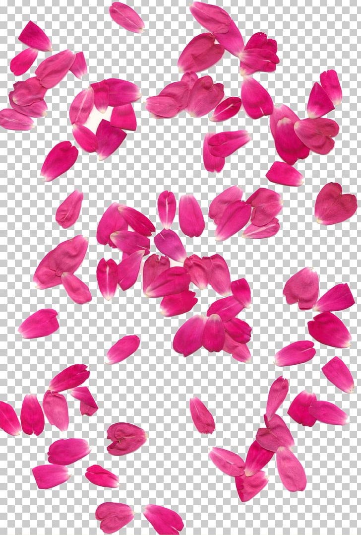 Petal Rose PNG, Clipart, Cabinet, Color, Floral Design, Flower, Flowers Free PNG Download