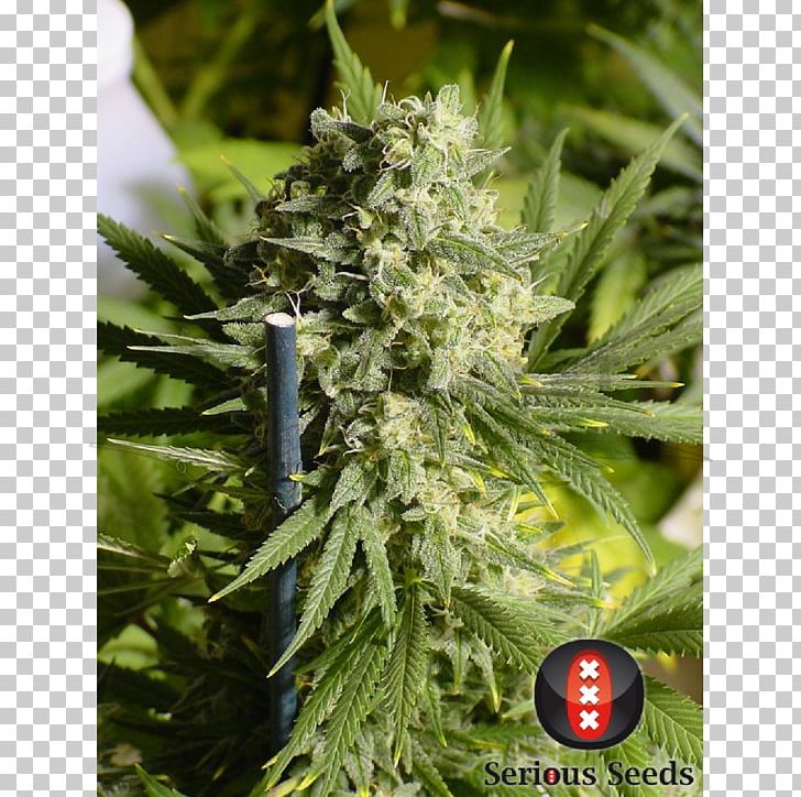 Seed Bank Dutch People Cannabis Double Dutch PNG, Clipart, Alchimia Grow Shop, Autoflowering Cannabis, Cannabis, Cannabis Sativa, Double Dutch Free PNG Download