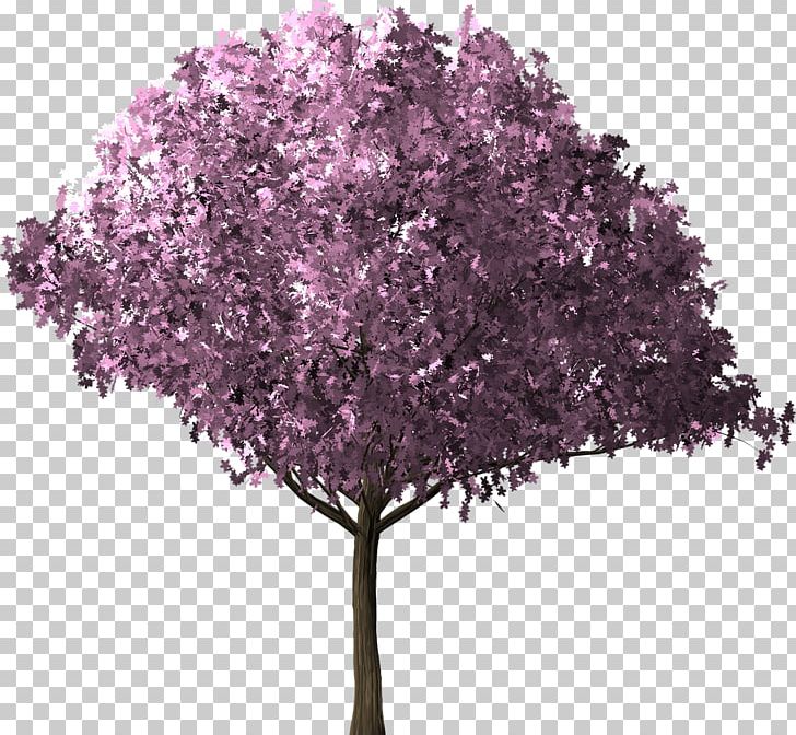 Tree Of 40 Fruit Cherry Blossom PNG, Clipart, Almond, Apple Tree, Blossom, Branch, Cerasus Free PNG Download