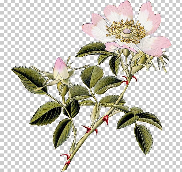 Dog-rose Rosa Carolina Rosa Rubiginosa Field Rose Rose Hip PNG, Clipart, Botany, Branch, Carolina Rose, Field Rose, Flower Free PNG Download