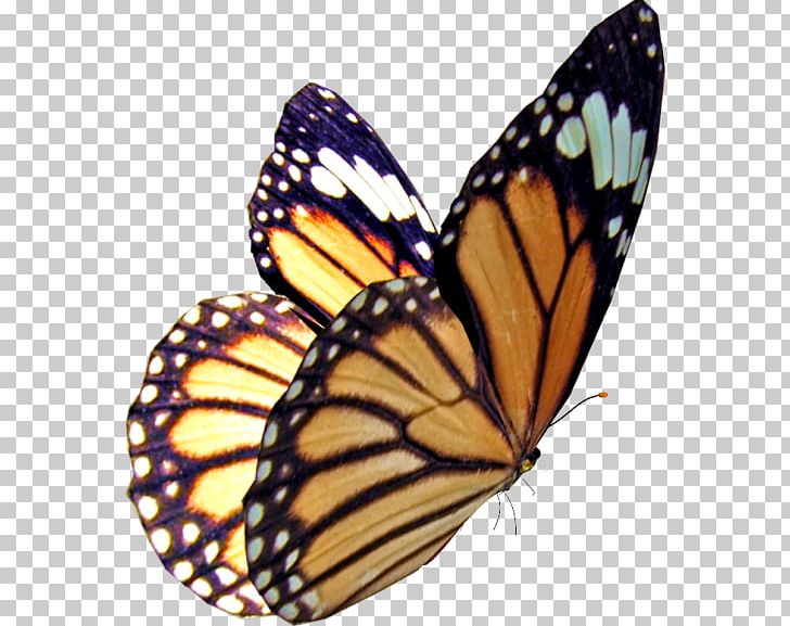 Monarch Butterfly Insect Stock Photography PNG, Clipart, Arthropod, Brush Footed Butterfly, Butterflies And Moths, Butterfly, Color Free PNG Download