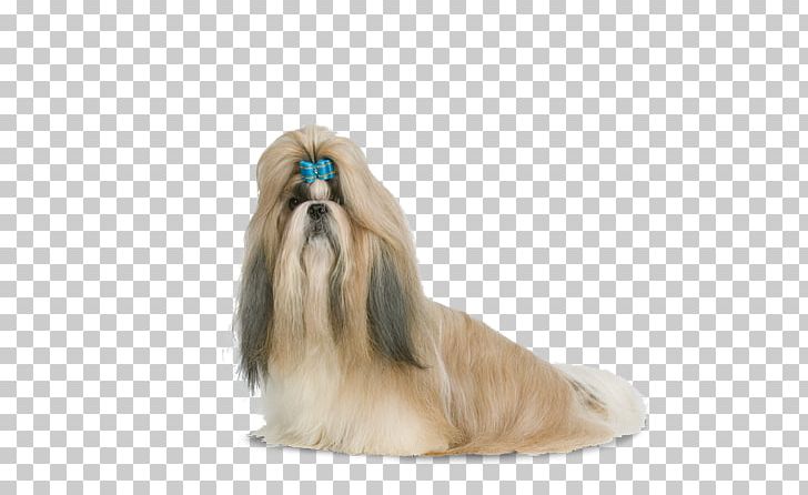 Shih Tzu Little Lion Dog Havanese Dog Lhasa Apso Chinese Imperial Dog PNG, Clipart, Breed, Carnivoran, Character Structure, Child, Chinese Free PNG Download