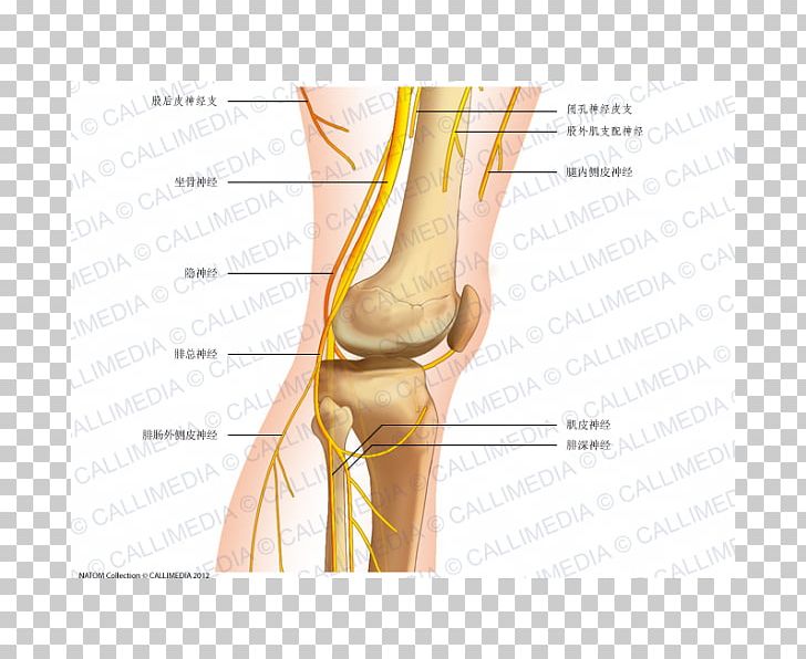 Common Peroneal Nerve Knee Human Anatomy PNG, Clipart, Abdomen, Anatomy, Ankle, Arm, Common Peroneal Nerve Free PNG Download