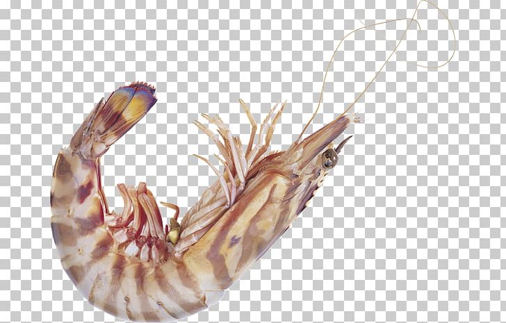 Decapoda Caridea Shrimp Seafood PNG, Clipart, Animals, Animal Source Foods, Caridea, Decapoda, Download Free PNG Download