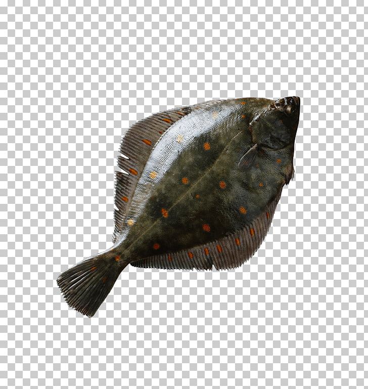 Flounder European Plaice Fish Meat .dk PNG, Clipart, Animals, Boat, Bony Fish, Denmark, European Plaice Free PNG Download