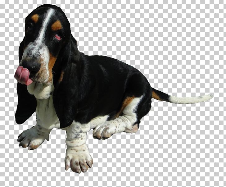 Basset Hound Basset Artésien Normand Schweizer Laufhund Dog Breed Southern California PNG, Clipart, Alma, Basset Artesien Normand, Basset Hound, Breed, California Free PNG Download