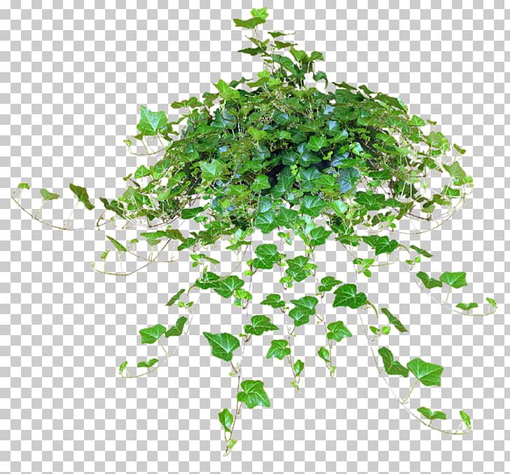 Common Ivy Plant Hedera Hibernica Vine PNG, Clipart, Bougainvillea, Common Ivy, Food Drinks, Grass, Hedera Hibernica Free PNG Download