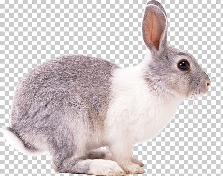 Easter Bunny Hare European Rabbit Domestic Rabbit Squirrel PNG, Clipart, Animals, Domestic Rabbit, Easter Bunny, European Rabbit, Fauna Free PNG Download