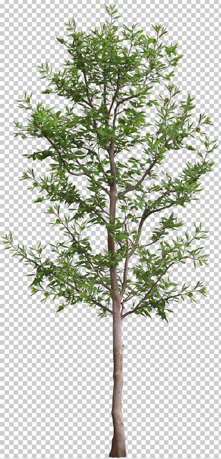 Tree .dwg Autodesk 3ds Max Rendering PNG, Clipart, 3d Computer Graphics, Affiliate Marketing, Autocad, Autocad Dxf, Autodesk 3ds Max Free PNG Download