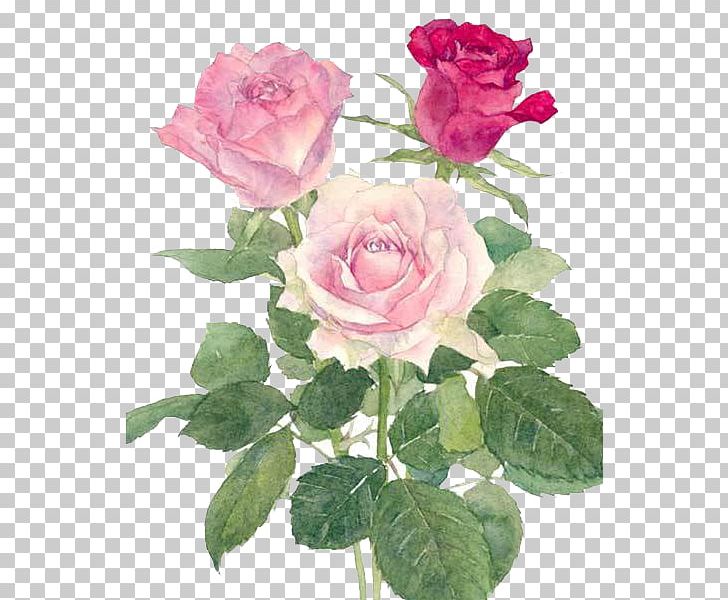 Watercolor: Flowers Rosa Chinensis Watercolor Painting Rosa Multiflora PNG, Clipart, Annual Plant, Beach Rose, Cartoon, China Rose, Chinese Painting Free PNG Download