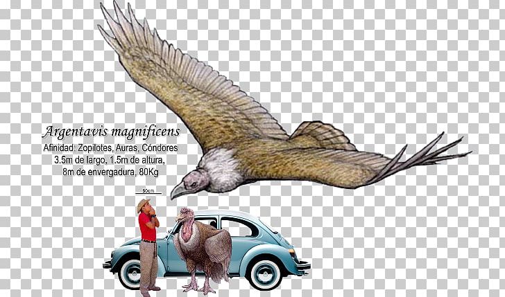 Bird Argentavis Magnificens Teratornis Phorusrhacidae Condor PNG, Clipart,  Free PNG Download