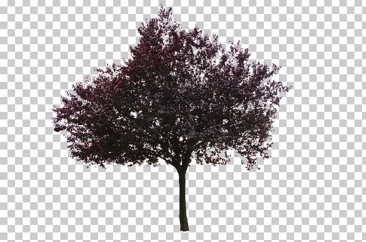 Tree Beech Fuscospora Fusca Woody Plant PNG, Clipart, Beech, Branch, Cut, Fruit Tree, Fuscospora Fusca Free PNG Download