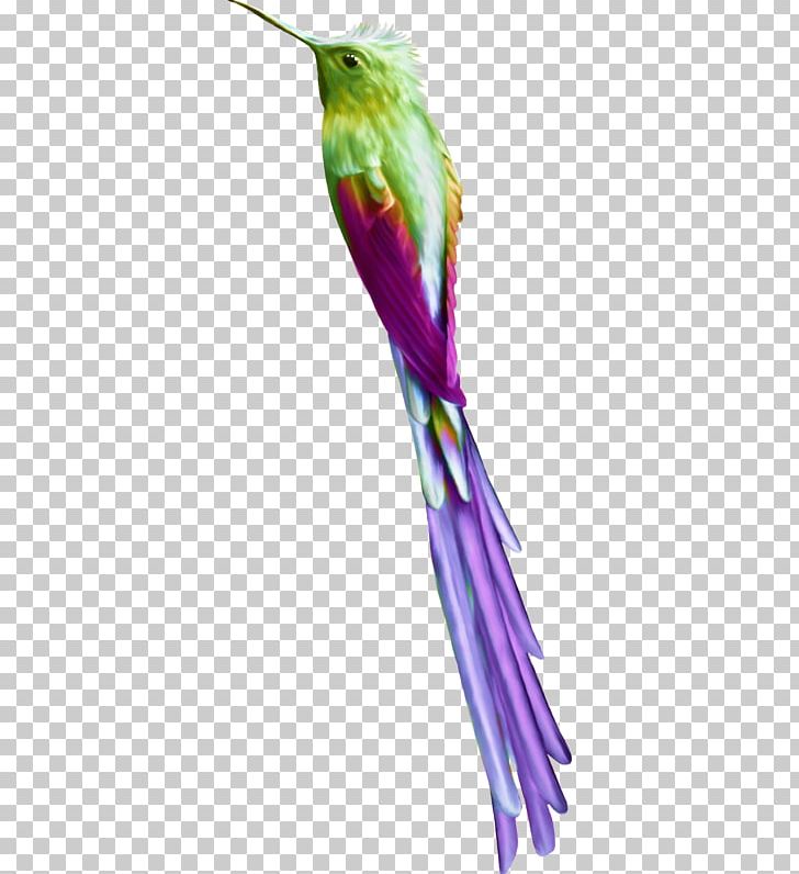 Hummingbird M Anthology PNG, Clipart, Anthology, Beak, Bird, Et Cetera, Feather Free PNG Download