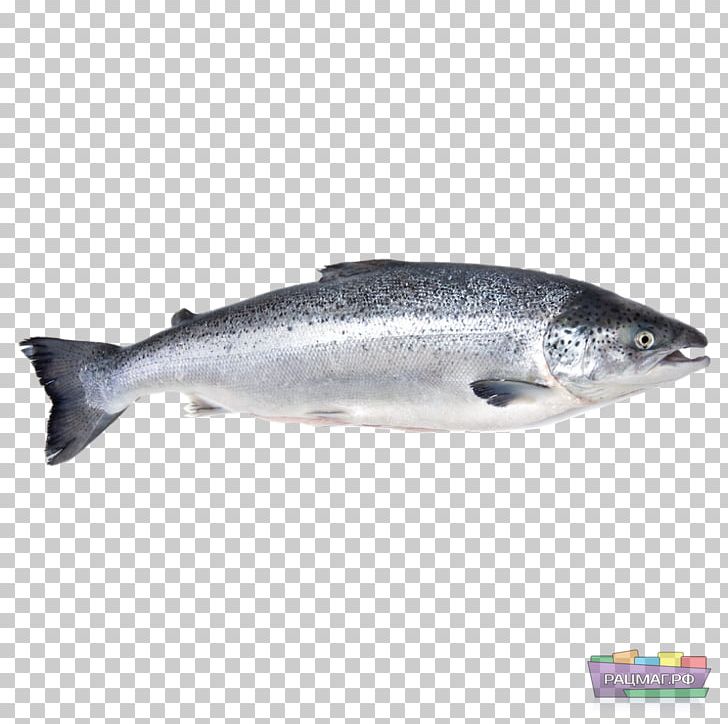 Iridescent Shark Fish Atlantic Salmon Basa PNG, Clipart, Anchovy, Animals, Aquaculture Of Salmonids, Atlantic Salmon, Barramundi Free PNG Download