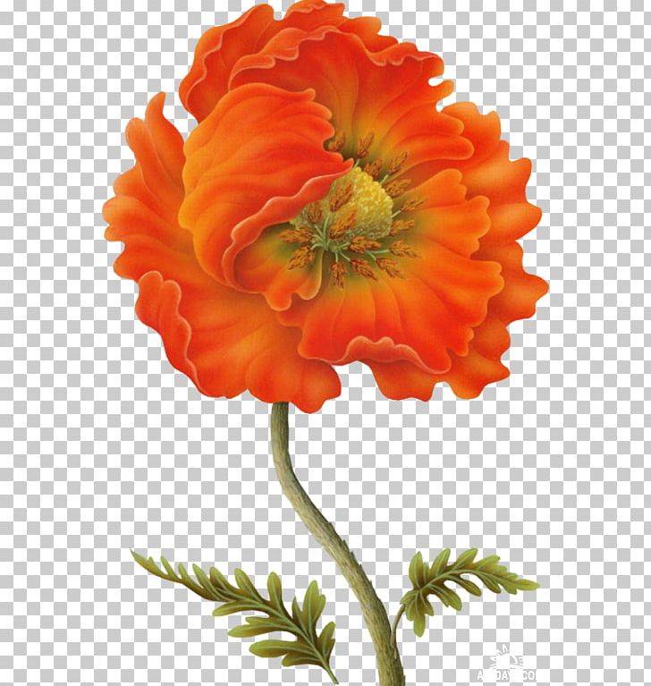 Poppy Watercolour Flowers PNG, Clipart, Annual Plant, Calendula, Cicek, Common Poppy, Cut Flowers Free PNG Download