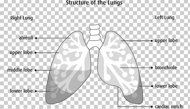 The Lungs Anatomy Physiology PNG, Clipart, Abdomen, Anatomy, Angle, Area, Black And White Free PNG Download