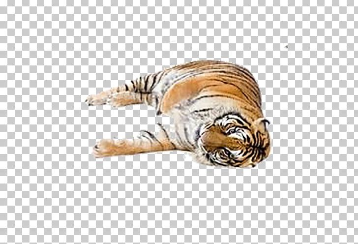 White Tiger Felidae Cat PNG, Clipart, Animals, Big Cats, Carnivoran, Cat Like Mammal, Climbing Tiger Free PNG Download