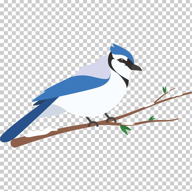 Blue Jay Wren Feather Beak PNG