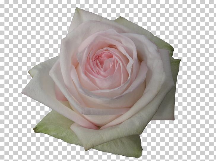 Garden Roses Flower Floristry PNG, Clipart, Bud, Cut Flowers, David Ch Austin, English Landscape Garden, Floral Design Free PNG Download