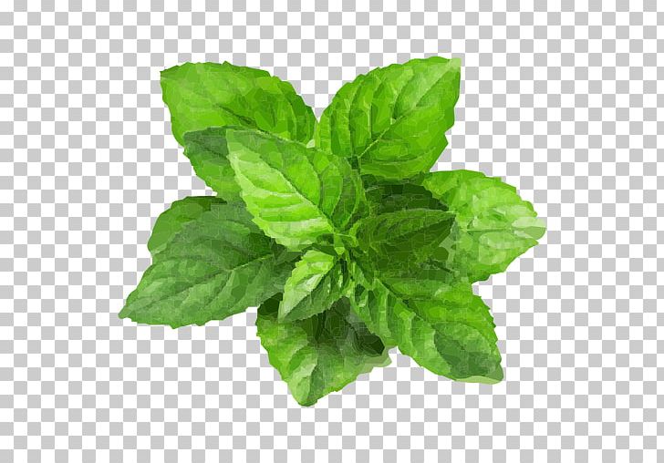 Peppermint Water Mint Mentha Spicata PNG, Clipart, Basil, Encapsulated Postscript, Herb, Herbal, Herbalism Free PNG Download