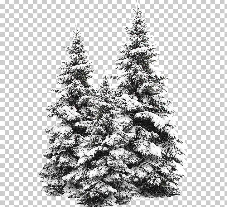 Snow Fir Tree Stock Photography Evergreen PNG, Clipart, Black And White, Christmas Decoration, Christmas Ornament, Christmas Tree, Conifer Free PNG Download