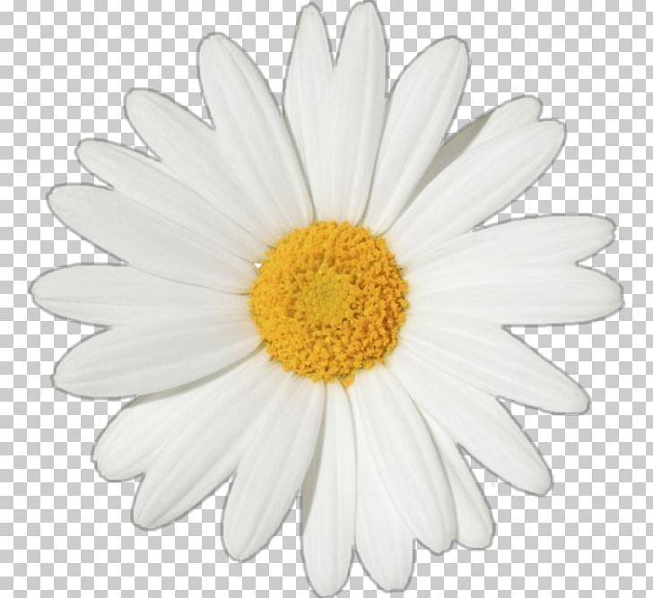 Common Daisy Stock Photography Flower Oxeye Daisy PNG, Clipart, Aster, Chamaemelum Nobile, Chamomile, Chrysanths, Common Sunflower Free PNG Download