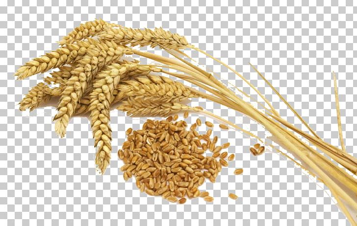 Wheat Belly: Lose The Wheat PNG, Clipart, Avena, Bran, Cereal, Cereal Germ, Commodity Free PNG Download