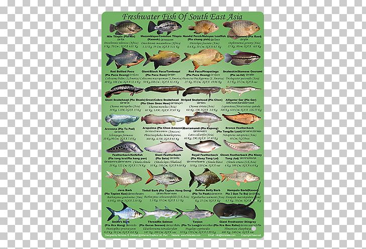 Asian Freshwater Fishes Fresh Water Southeast Asia PNG, Clipart, Animal, Animals, Asia, Asian Freshwater Fishes, Fauna Free PNG Download