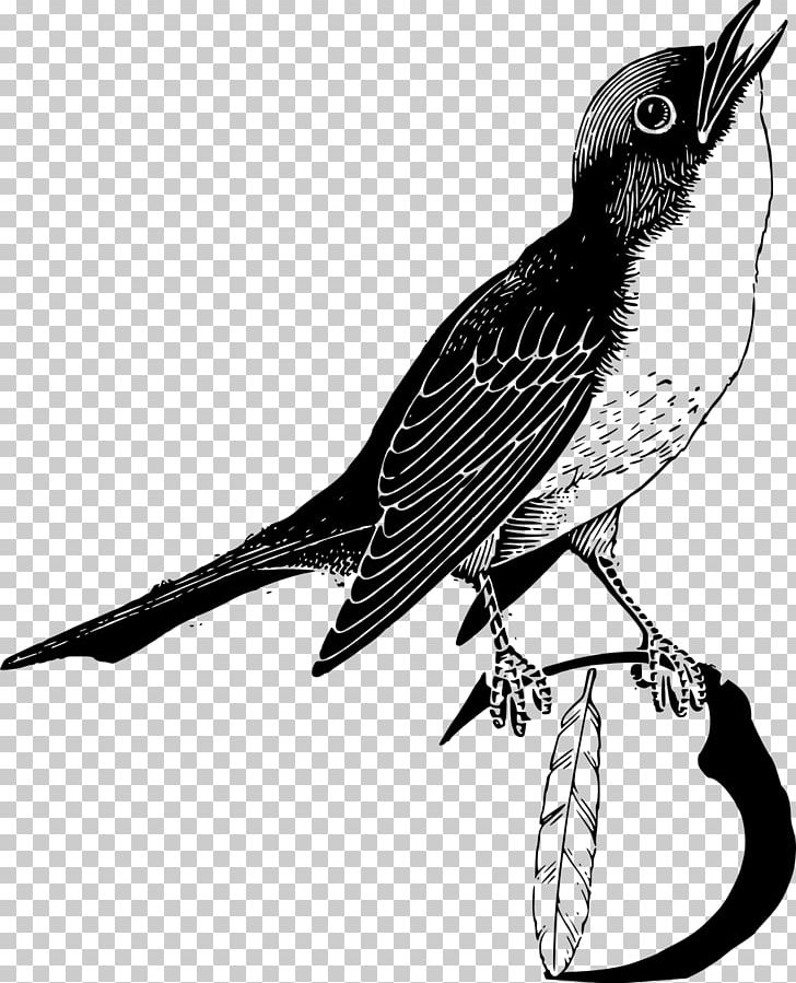 Bird Feather Parrot PNG, Clipart, Animal, Animals, Beak, Bird, Black And White Free PNG Download