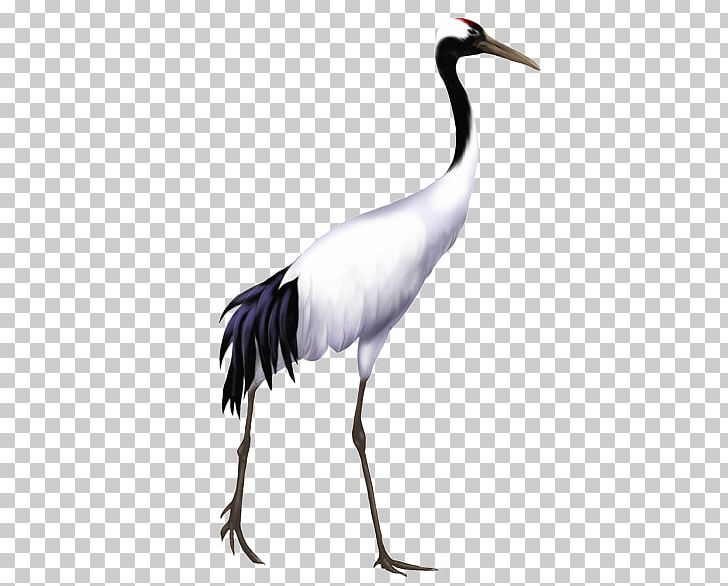 Bird Red-crowned Crane Grey Crowned Crane Stork Whooping Crane PNG, Clipart, Animals, Beak, Bird, Blue Crane, Ciconiiformes Free PNG Download