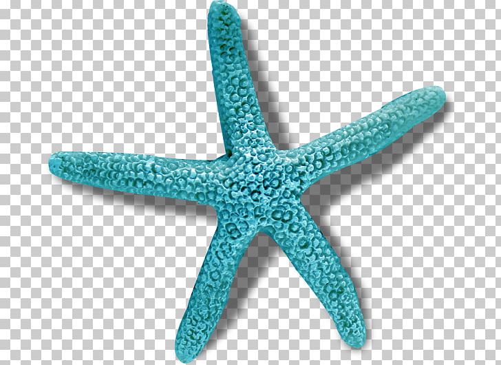 Crown-of-thorns Starfish Sea PNG, Clipart, Acanthaster, Animals, Aqua, Blue, Crownofthorns Starfish Free PNG Download