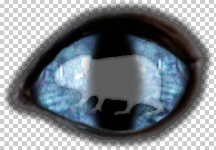 Eye PNG, Clipart, Blue, Eye, Mosca, People Free PNG Download
