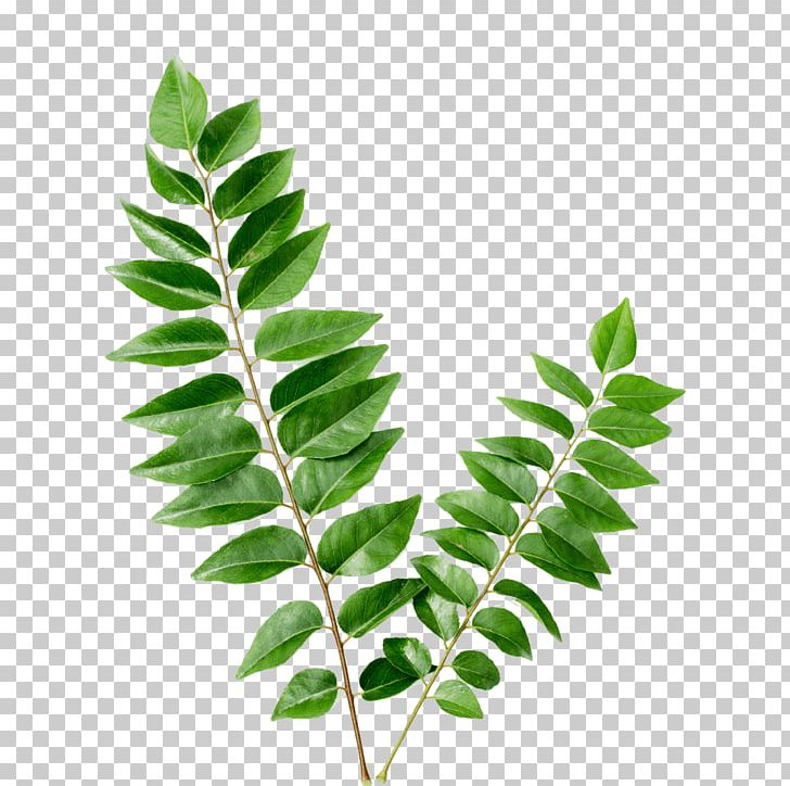 Indian Cuisine Curry Tree Flavor Leaf Vegetable Food PNG, Clipart, Branch, Curry, Curry Tree, Dried Fruit, Eating Free PNG Download