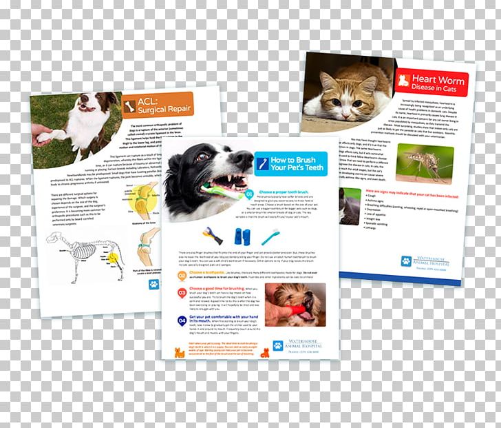 Veterinarian Digital Signs Graphics Brochure Advertising PNG, Clipart, Advertising, Art, Brand, Brochure, Broucher Layout Free PNG Download