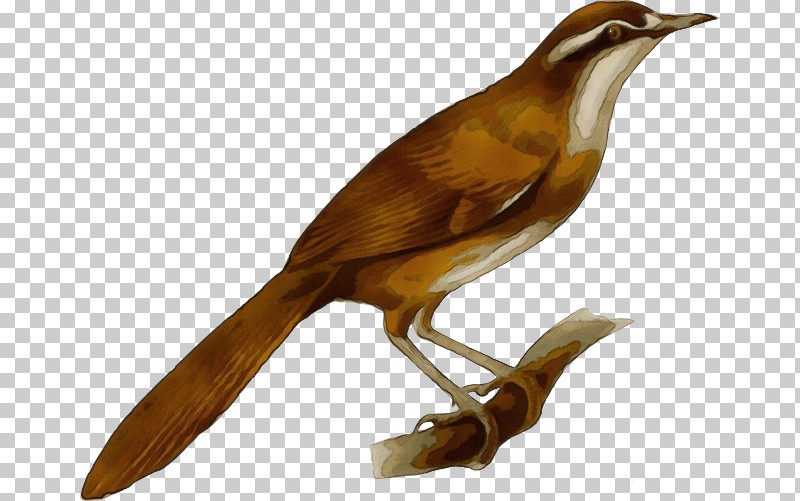 Bird Beak Carolina Wren Songbird Nightingale PNG, Clipart, Beak, Bird, Brown Thrasher, Bulbul, Carolina Wren Free PNG Download