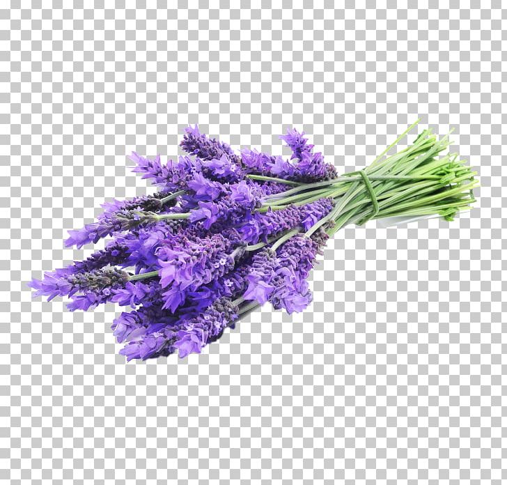 English Lavender Lavender Oil Essential Oil Flower PNG, Clipart, Aromatherapy, Clary, Copaiba, Cut Flowers, English Lavender Free PNG Download