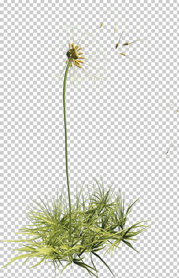 Flower Dandelion Plant PNG, Clipart, Bird, Dandelion, Flora, Flower, Flower Garden Free PNG Download
