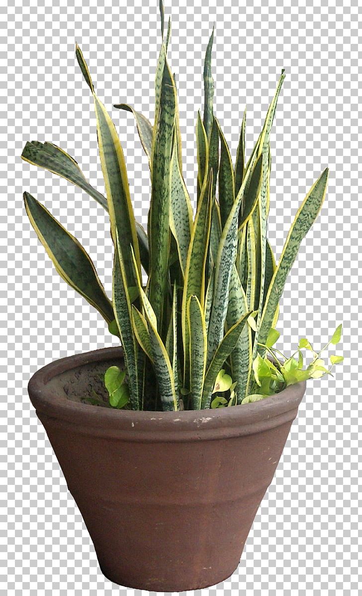 Viper's Bowstring Hemp Sansevieria Cylindrica Plant Tropical Africa Tropics PNG, Clipart, Aloe, Arecaceae, Bowstring, Cactus, Flowerpot Free PNG Download