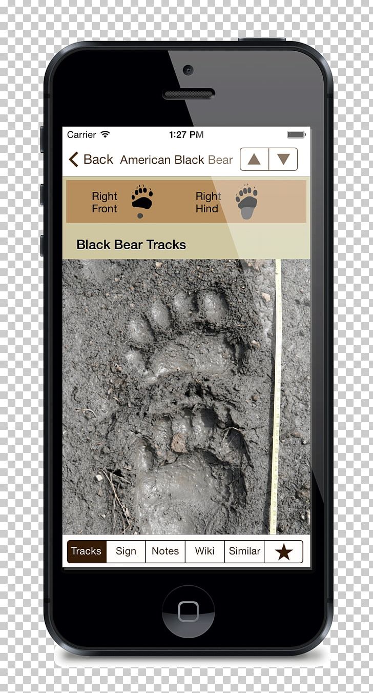 American Black Bear Elk Armadillo Deer Animal Track PNG, Clipart, American Black Bear, Animal, Animals, Animal Track, Armadillo Free PNG Download
