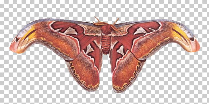 Atlas Moth Butterfly Decapoda Animal PNG, Clipart, Animal, Animal Figure, Arthropod, Atlas, Atlas Moth Free PNG Download