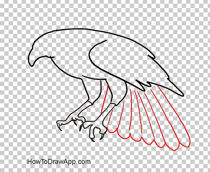 Bald Eagle Drawing Bird PNG, Clipart, Accipitriformes, Animals, Area, Art, Artwork Free PNG Download