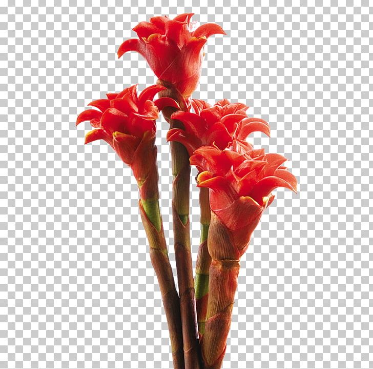 Canna Flowerpot Lobster-claws Orange Lily PNG, Clipart, Alpinia, Anthurium Andraeanum, Canna, Canna Family, Canna Lily Free PNG Download