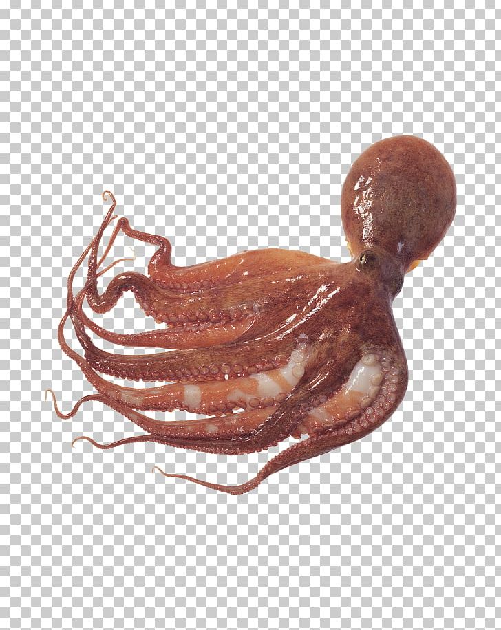 Giant Pacific Octopus Squid As Food Typical Octopuses PNG, Clipart, Amphioctopus Fangsiao, Animal Source Foods, Cephalopod, Ces, Common Octopus Free PNG Download