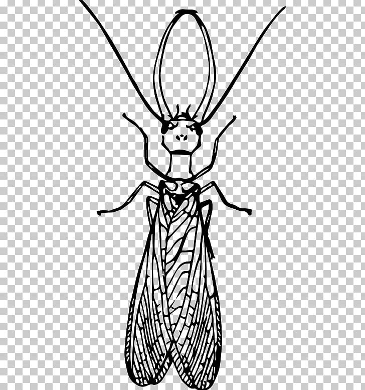 Insect Dobsonflies Drawing PNG, Clipart, Animal, Animals, Artwork, Black And White, Bug Free PNG Download