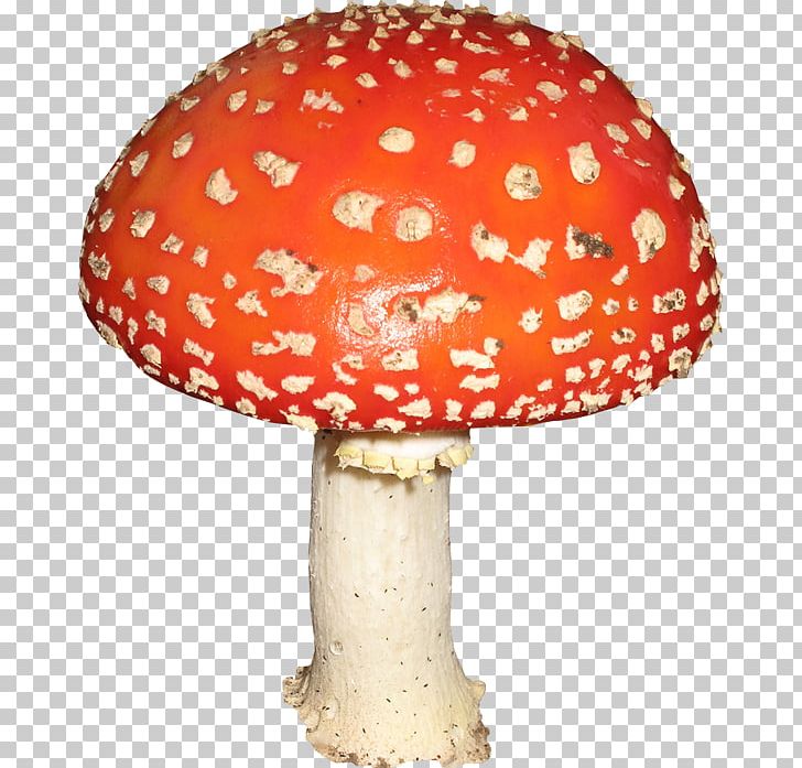 Mushroom Amanita PNG, Clipart, Agaric, Amanita, Aspen Mushroom, Computer Animation, Digital Image Free PNG Download