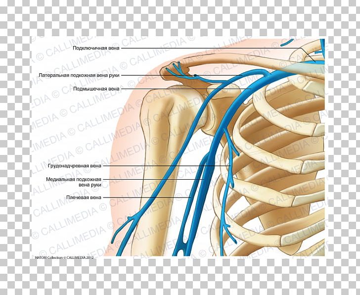 Thumb Vein Shoulder Human Anatomy PNG, Clipart, Abdomen, Anatomy, Arm, Artery, Brachial Veins Free PNG Download