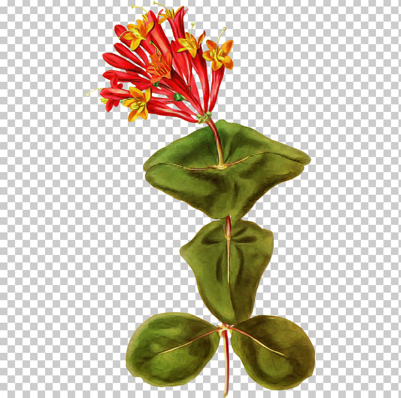 Flower Plant Leaf Houseplant Terrestrial Plant PNG, Clipart, Anthurium, Flower, Flowerpot, Honeysuckle, Houseplant Free PNG Download
