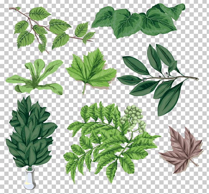 Branch Leaf Birch Plant Stem Digital PNG, Clipart, Birch, Branch, Digital Image, Flowerpot, Herb Free PNG Download