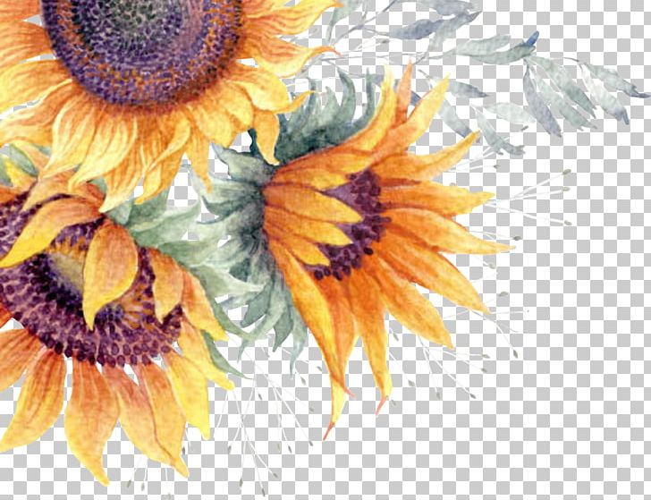 Common Sunflower Watercolor Painting PNG, Clipart, Common Sunflower, Daisy Family, Download, Floral Design, Flower Free PNG Download
