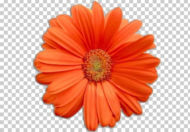 Cut Flowers PNG, Clipart, Cut Flowers, Daisy Family, Desktop Wallpaper, Floral Design, Flower Free PNG Download